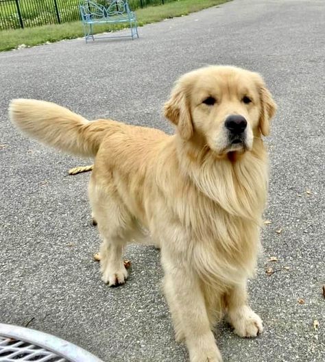 Show Golden Retriever, Golden Retriever Types, Light Golden Retriever, Fluffy Golden Retriever, Golden Retriever Colors, English Golden Retrievers, Golden Ret, Dog Tumblr, Chien Golden Retriever