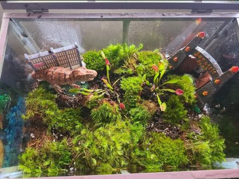 Living Jurassic terrarium Worm Terrarium, Jurassic Park Terrarium, Custom Vivarium, Jurassic Park Fish Tank, Hydroponic Fish Tank, Venus Fly Trap Bog Garden, Carnivorous Plant Paludarium, Venus Fly Trap Terrarium, Jurassic Park Aquarium