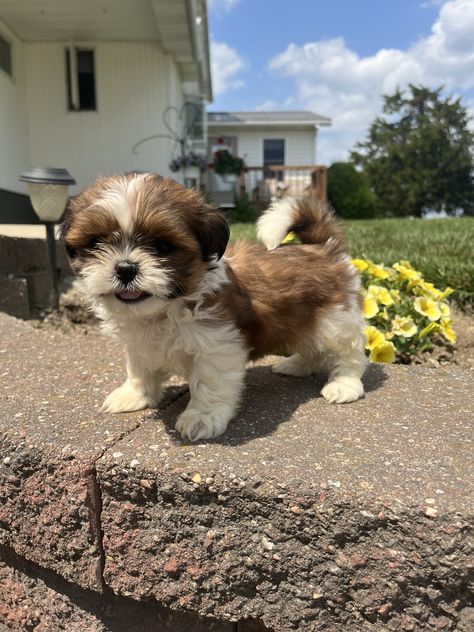 Purebred shih tzu puppiesPurebred shih tzu puppiesShih tzu puppies for sale Shih Tzu For Sale, Imperial Shih Tzu, Teddy Bear Puppies, Shitzu Puppies, Shih Tzu Puppies, Puppy Mom, Cute Animals Puppies, Baby Horses, Shih Tzu Puppy