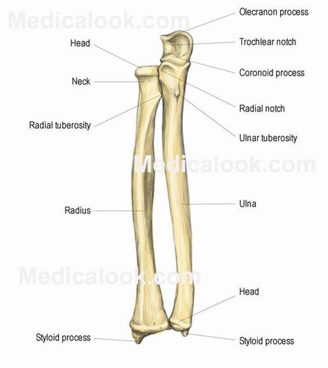 radius+and+ulna+anatomy+images | Radius and Ulna | Anatomy Study Buddy Radius And Ulna Anatomy, Ulna Anatomy, Radius And Ulna, Anatomy Organs, Human Skeletal System, Anatomy Images, Radiology Student, Gross Anatomy, Anatomy Bones