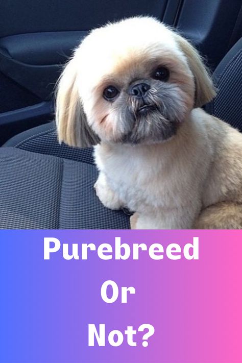 How to identify a purebred Shih Tzu puppy Shihtzu Haircut Teddy Bears, Teddy Bear Cut Shih Tzu, Shih Tzu Teddy Bear Haircut, Teddy Bear Haircut, Shih Tzu Training, Shih Tzu Rescue, Shih Tzu Haircuts, Advice Videos, Shih Tzu Grooming