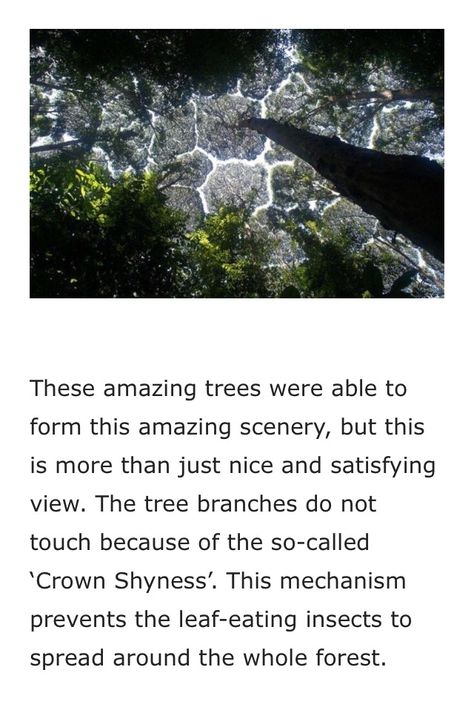 'Crown Shyness' trees Crown Shyness Trees, Crown Shyness, Nature Knowledge, Random Facts, Pretty Quotes, Trees, Crown, Quotes, Quick Saves