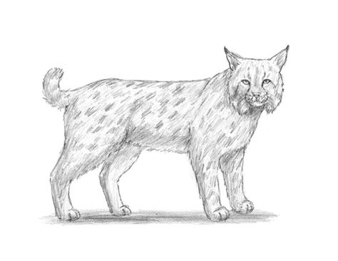 Bobcat How To Draw A Bobcat, Bobcat Drawing, Cute Easy Animal Drawings, Animal Tutorial, Fall Collage, Southwest Landscape, Drawing Instructions, Easy Animal Drawings, Animal Drawings Sketches