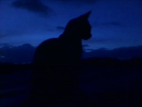 Blue Aesthetic Grunge, Blue Aesthetic Dark, Everything Is Blue, Blue Hour, Cat Aesthetic, Feeling Blue, Blue Cats, Night Aesthetic, Warrior Cats