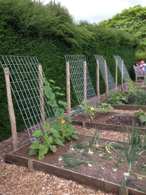 Plantarea Legumelor, Small Vegetable Gardens, Diy Raised Garden, Backyard Vegetable Gardens, Veg Garden, Have Inspiration, Home Vegetable Garden, Vegetable Garden Design, Crafts Paper