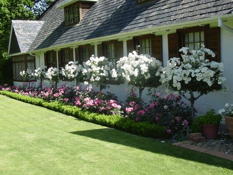 Iceberg Patio Tree 1 Gardenia Tree Landscaping, Roses Along Fence, Rose Tree Landscape, Rose Trees Front Yard, Roses In Front Of House, Walkways To Front Door Landscaping, Gardenia Tree, Gardenia Trees, Rosen Beet