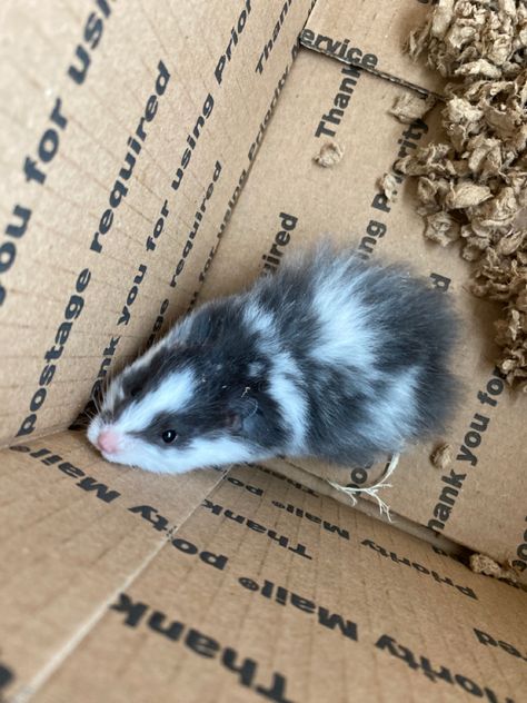 Syrian Hamster Colors, Long Haired Syrian Hamster, Black Hamster, Hamster Ideas, Hamster Pics, Hamster Life, Hamster Habitat, Hamster Care, Baby Hamster