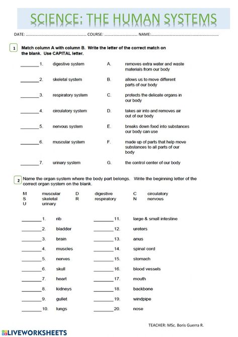 Anatomy And Physiology Worksheets Free Printable, Human Growth And Development Notes, Anatomy Worksheets Printables, Human Body Systems Worksheets, Body Systems Worksheets Free Printable, Anatomy And Physiology Worksheets, Muscular System Worksheet, Medical Worksheets, Human Anatomy Worksheets