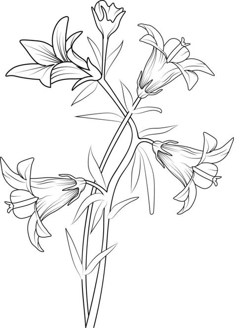 Ceeping bellflower drawing, Sketch virginia bluebells drawing, Bluebell Outline, Bellflower Drawing, Bluebells Drawing, Bluebell Drawing, Creeping Bellflower, Bluebell Tattoo, Flower Lines, Virginia Bluebells, Blue Bell Flowers