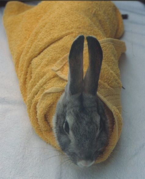 Rabbit in towel Baby Animals, Blankets, Animals