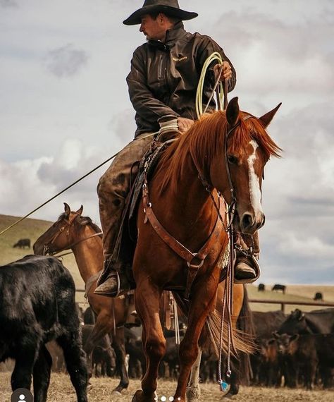 Long Live Cowboys | #longlivecowboys 📸 @tlbarphotography | Instagram Long Live Cowboys, Long Live, Rodeo, Cowboy, Horses, Instagram