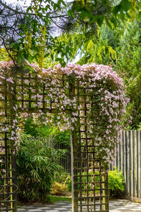 Climbing Plants For Shade, Clematis For Shade, Climbing Flowers Trellis, Climbers For Shade, Best Climbing Plants, Clematis Wilt, Plants For Shady Areas, Flowering Shade Plants, Pink Clematis