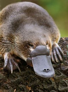 If a platypus is orphaned... - Album on Imgur Regnul Animal, Albino Animals, Australian Wildlife, Interesting Animals, Unusual Animals, Platypus, Australian Animals, Animals Of The World, On The Ground