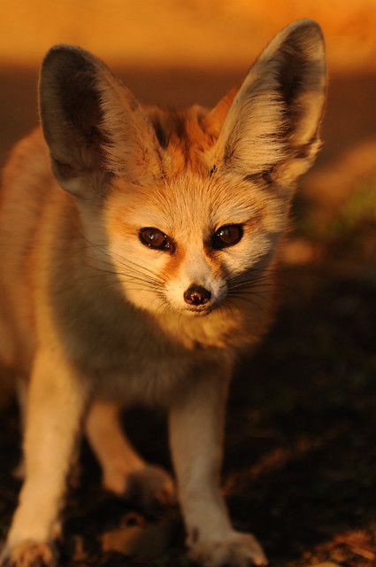 Fennec Fox Pet, Fox Memes, Fox Aesthetic, Tattoo Nature, Desert Fox, Fox Dog, Fennec Fox, Pet Fox, Wild Dogs