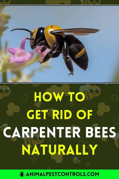 How to Get Rid of Carpenter Bees Naturally? | How To Get Rid Of Carpenter Bees, Carpenter Bees How To Get Rid Of, Bee Spray Diy, Bee Spray, Bee Repellent, Getting Rid Of Bees, Peppermint Oil Uses, Landscape Fence, Bee Removal