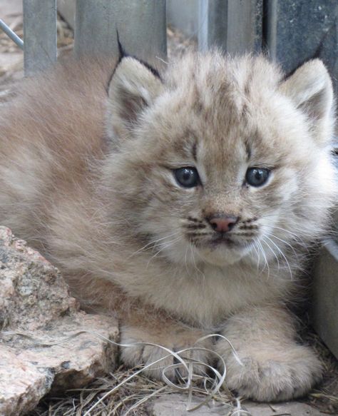 1_Lynx kittens outside - (2) Lynx Kitten, Canada Lynx, Cheyenne Mountain, Animals Tattoo, Tattoo Nature, Gato Grande, Cat Family, Cats Kittens, Wildlife Animals