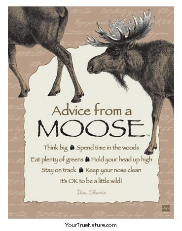 Moose Pictures, Moose Lodge, Moose Decor, Nose Cleaner, Animal Spirit Guides, Astrology Chart, Life Quotes Love, Animal Totems, Good Advice