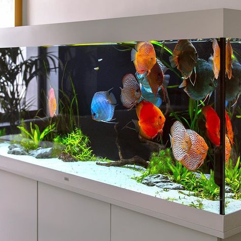 Discus.ae sur Instagram : « An excited morning greeting from our STENDKER discus in the new Juwel Rio 450 💛! - Only a STENDKER discus owner knows how joyful and… » Dream Aquarium, Aquarium Freshwater, Discus Tank, Oscar Fish, Aquarium Set, Small Fish Tanks, Community Tanks, Fish Tank Design, Discus Fish