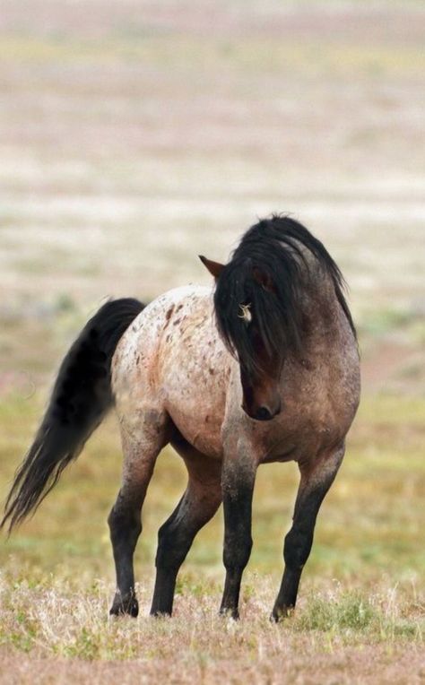 Beautiful Mustang beautiful horses Mustang Horse, Wild Mustangs, Most Beautiful Horses, Appaloosa Horses, Most Beautiful Animals, Majestic Horse, Horse Crazy, Cute Horses, Appaloosa