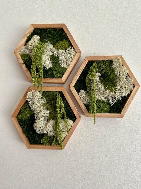 Moss Wall Art Honeycomb Moss Single to Set of Twelve Wood Hexagon Reindeer, Pole, Sheet Moss Amaranthus Moss Wall Art Unique Gift - Etsy Mos Wand, Amaranth Flower, Sheet Moss, Wood Hexagon, Moss Wall Art, Wall Art Unique, Moss Art, Preserved Moss, Moss Wall