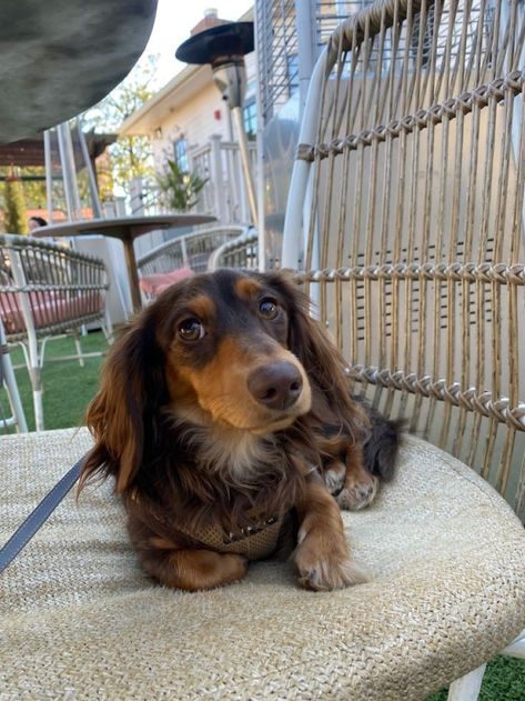 Long Hair Sausage Dog, Chocolate And Tan Dachshund Long Hair, Long Hair Dauchand Puppy, Chocolate Long Haired Dachshund, Weener Dogs Long Hair, Brown Long Haired Dachshund, Black And Tan Long Haired Dachshund, Long Haired Sausage Dog, Chocolate And Tan Dachshund