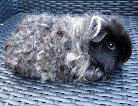 curly long haired guinea pig | All Things Guinea Pig: Breeds and Varieties Guinea Pig Breeds, Guinea Pig Breeding, Pig Breeds, Pet Guinea Pigs, Guinea Pig Care, Cute Guinea Pigs, Guinea Pig Cage, Cute Piggies, Pet Pigs