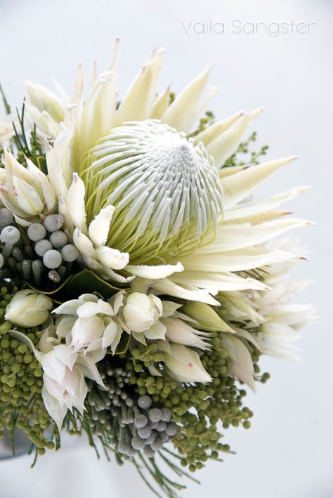 The white King protea. Absolutely beautiful and just as rare, the white king is totally fabulous no matter what you decide to do with it. White Protea Flower, White King Protea Wedding Bouquet, White Protea Arrangement, White King Protea Bouquet, Rare Flower Bouquet, White Protea Bouquet Wedding, White Protea Bouquet, White Protea Wedding, Protea Flower Arrangements