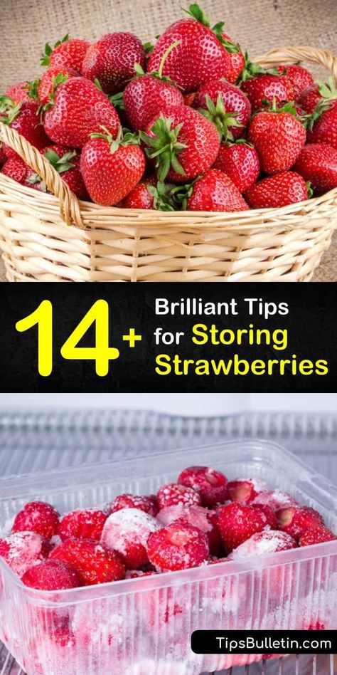 Discover how to keep strawberries-fresh at room temperature to eat right away or store strawberries in a freezer bag for smoothies and desserts. We’ll show you how to make pickled strawberries, strawberry jam, and other storage recipes. #howto #storing #strawberries #preserve Storing Strawberries, Pickled Strawberries, Strawberry Growing, Store Strawberries, Freezing Strawberries, How To Store Strawberries, Strawberry Freezer Jam, Canned Strawberries, Preserving Foods