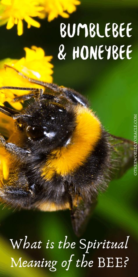 What is the spiritual meaning of a honeybee? What about the bumblebee? Learn this plus honey and beehive symbolism. Honey Pouring, Wind Witch, Sun Witch, Green Witchery, Animal Meanings, Spiritual Animal, Hedge Witch, Spirit Animals, Bumble Bees