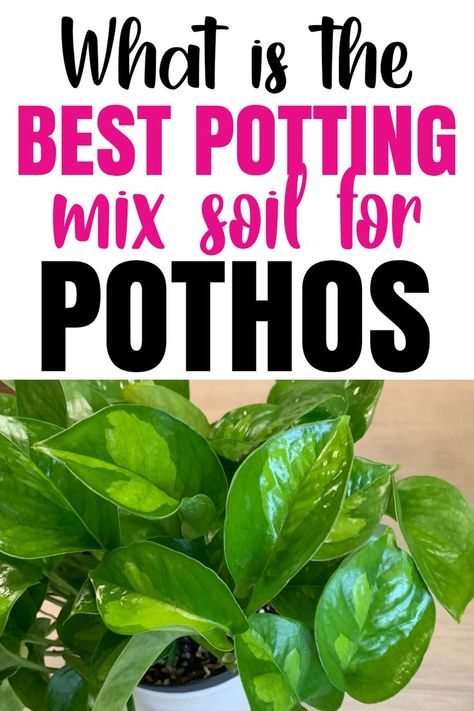 Mixed Pothos In One Pot, Tropical Plant Soil Mixture, Soil Mixture For Indoor Plants, Pothos Soil Recipe, Best Indoor Plant Soil Mixture, How To Care For Pothos Plant, Houseplant Soil Mixture, Repotting Pothos Plant, How To Make Pothos Fuller