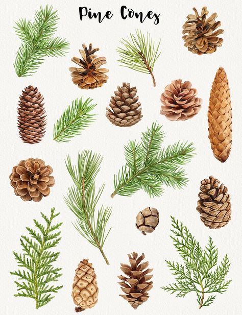 Pine Cone Drawing, Watercolor Christmas Cards, Christmas Greenery, Christmas Drawing, Botanical Drawings, Christmas Illustration, Christmas Paintings, Arte Floral, Christmas Watercolor