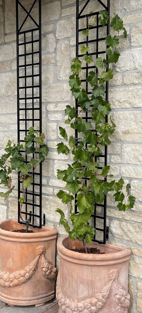 The Croome Espalier Trellis by Classic Garden Elements on a terrace with terracotta pots and grapevines Trellis In Planter, Black Trellis Ideas, Iron Trellis Ideas, Clematis Pot, Vine On House, Jasmine Trellis Wall, Wall Trellis Ideas, Espalier Trellis, Planter And Trellis