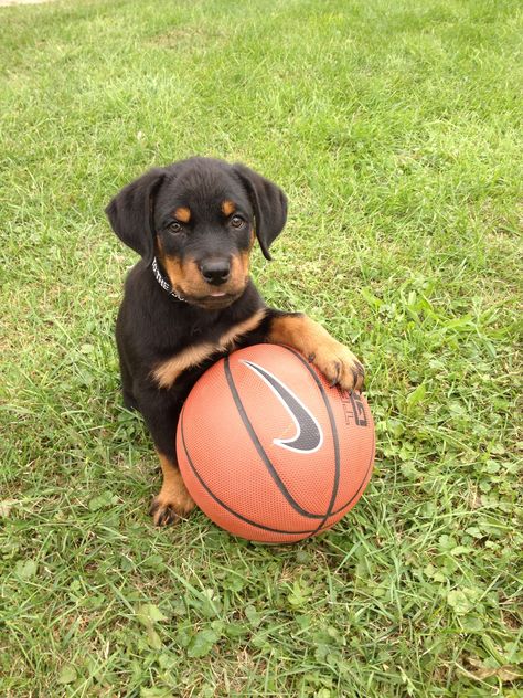 Rotweiller puppy. Sooo cute! Really Cute Dogs, Rottweiler Puppies, Rottweiler, Fur Babies, Dog Breeds, Dogs And Puppies, Cute Dogs, Cute Animals, Puppies