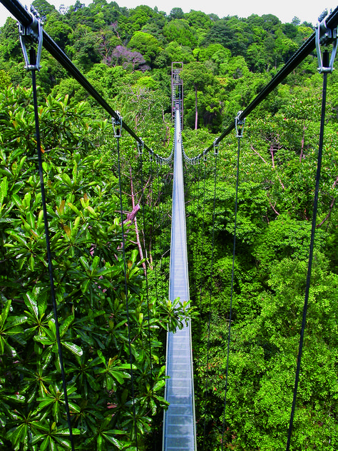 The Tree Top Walk (TTW) is located in mature secondary forest between Bukit Kalang and Bukit Peirce at MacRitchie, the 2 highest points in MacRitchie. Singapore Nature, Singapore Things To Do, Singapore Attractions, Singapore Hotels, Tree Top, Garden Park, Tree Tops, Nature Reserve, Adventure Awaits