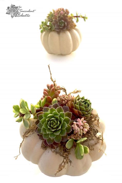 DIY Mini Succulent Pumpkins Tutorial | The Succulent Eclectic Succulent Pumpkin, Succulent Landscape Design, Pumpkin Arrangements, Succulent Landscaping, Succulent Cuttings, Flora Design, Succulent Wreath, Faux Pumpkins, Succulent Gifts