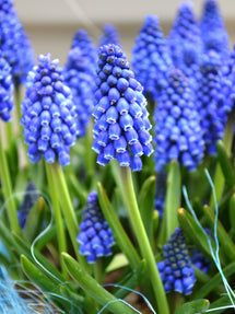 Muscari Armeniacum, Deer Resistant Flowers, Grape Hyacinth, Yellow Daffodils, Spring Bulbs, Fragrant Flowers, Bulb Flowers, Planting Bulbs, Delphinium