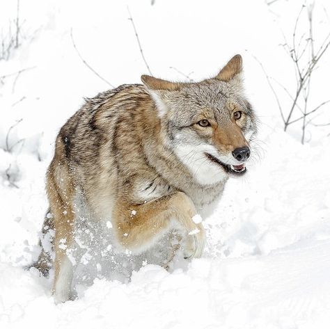 beautiful-wildlife: “A Coyote Winter Playground by © Athena Mckinzie ” Athena Mckinzie, Arctic Wolf, Wild Dogs, Wolf Dog, Siberian Husky, Photo Reference, Wildlife Photography, Big Cats, Wolves