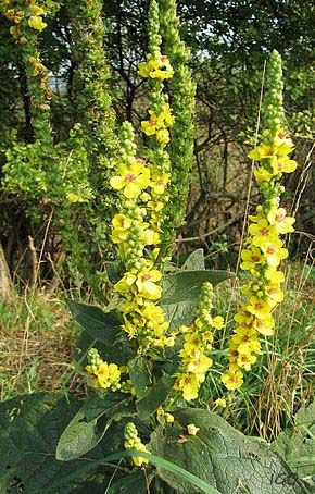 Wild Foraging, Small Yellow Flowers, Biennial Plants, Edible Wild Plants, Desert Garden, Wild Edibles, Plant Identification, Survival Food, Wild Food