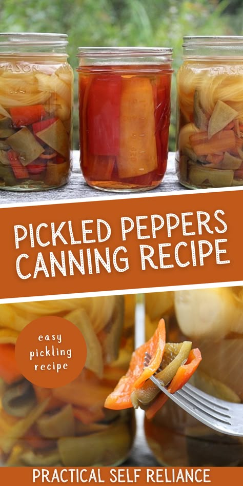 Pickled Peppers Canning Recipe - Thinking about pickling some peppers? You'll want to try this easy pickling recipe for canning! Learn how to pickle peppers of all kinds. From hot peppers to sweet banana peppers to jalapeno peppers! Pickle Peppers Canning, Sweet Pickled Hot Peppers, Pickled Yellow Banana Peppers, Pickled Bell Peppers Recipe Canning, Pickled Sweet Banana Peppers Recipe Canning, Green Pepper Canning Ideas, Pickled Sweet Peppers Canning, Pickled Peppers Canning, Pressure Canning Peppers