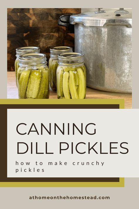 Save those fresh garden cucumbers for the year ahead by canning dill pickles! This recipe will teach you to make your own crunchy pickles that you can enjoy for months to come. Dill Pickle Brine Recipe, Easy Dill Pickle Recipe, Pickle Making, Easy Dill Pickles, Garden Cucumbers, Crunchy Pickles, Dill Pickle Recipe, How To Make Pickles, Cucumber Canning