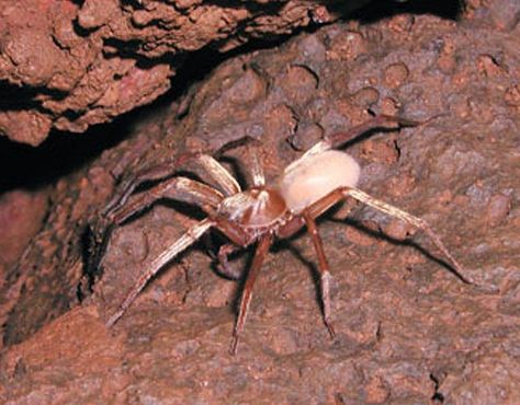 Kauaʻi cave wolf spider - Wikipedia, the free encyclopedia Common Spiders, Spider Fact, Cave Animals, House Spider, Wolf Spider, Endangered Animals, Arachnids, Endangered Species, Animals Of The World