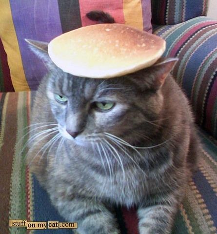 cat with a pancake Pancake Cat, Striped Cats, Vegan Pancake, Vegan Pancake Recipes, Cat M, Pancake Recipes, Cat Store, Adorable Kittens, Vegan Pancakes