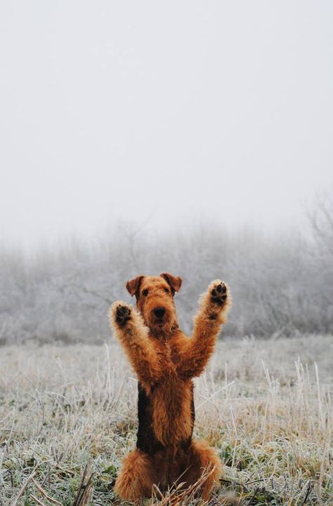 Pinterest: LoSchussler Airedale Terrier Puppies, Airedale Dogs, Welsh Terrier, Irish Terrier, Terrier Breeds, Wire Fox Terrier, Terrier Puppies, Airedale Terrier, Fox Terrier