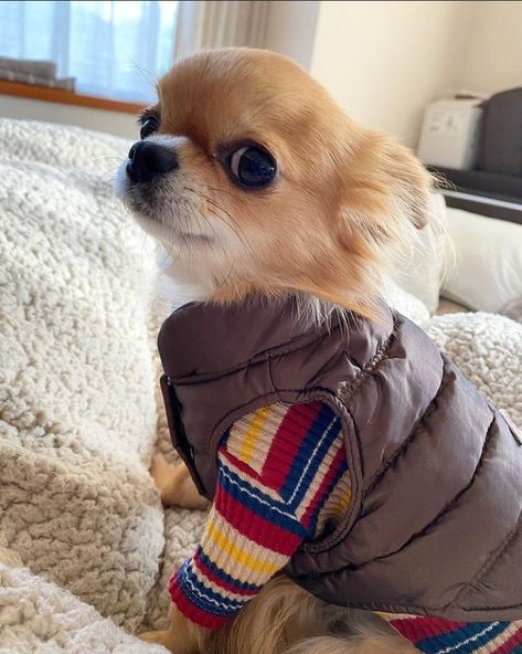 Dog Outfits Aesthetic, Chiuahaha Aesthetic, Cute Chiwawa, Chihuahua Outfits, Pink Chihuahua Aesthetic, Chihuahua In Clothes, Chihuahua Wearing Clothes, Chihuahua Clothes, Teacup Chihuahua Puppies