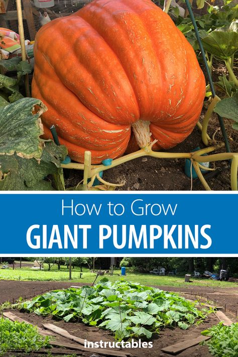 Pumpkin Seeds For Planting, Modern Sheds, Pumpkin Growing, Planting Pumpkins, Biggest Pumpkin, Large Pumpkins, Pumpkin Garden, Backyard Design Ideas, Giant Pumpkin