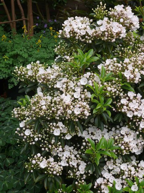 A bush with white flowers. kalmia latifolia 'elf'. Mountain laurel growing notes from New England gardens.  These are great plants for a woodland garden.  In the shade garden it can be hard to find native plants.  This is a shrub for  shade landscapingn and or/ a native plant landscape. Overlooked Garden, Bush With White Flowers, Laurel Shrub, Rhododendron Plant, Native Plant Landscape, Kalmia Latifolia, New England Garden, Shade Garden Design, Orchard Garden