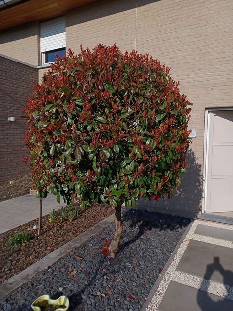 Photinia red robin Photinia Red Robin Trees, Red Tip Photinia Landscaping, Red Robin Tree, Red Tip Photinia, Photinia Red Robin, Hedging Plants, Red Garden, Backyard Remodel, Red Robin