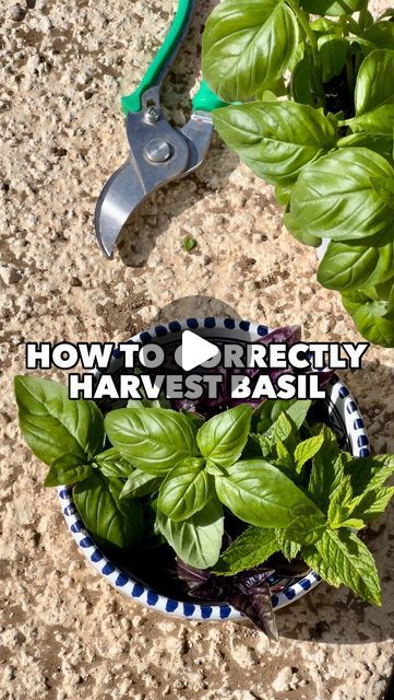 Patrick Vernuccio on Instagram: "How do you harvest your Basil? 🌱 Here is how to harvest it correctly so that it regrows 💚  Harvesting your Basil leaf by leaf will prevent your Basil from regrowing new leaves…that’s a pity!  Because out of one plant, if you cut correctly above a set of leaves, it will create two new stems growing lots of new leaves. Repeat the process over and over again and you will obtain a bushy Basil plant growing leaves on many new stems!  So to harvest, always cut right above a set of small leaves, and do not forget to eat the stems, there are full of flavour too!  Green Love to you 💚  #basil #gardeningtips #organicgardening #basilico #gardenhacks" How To Store Basil Leaves, Planting Basil, Basil Leaves Recipe, How To Grow Basil, How To Prune Basil, How To Grow Basil Outdoors, How To Cut Basil From Plant, Growing Basil Outdoors, What To Do With Basil From Garden