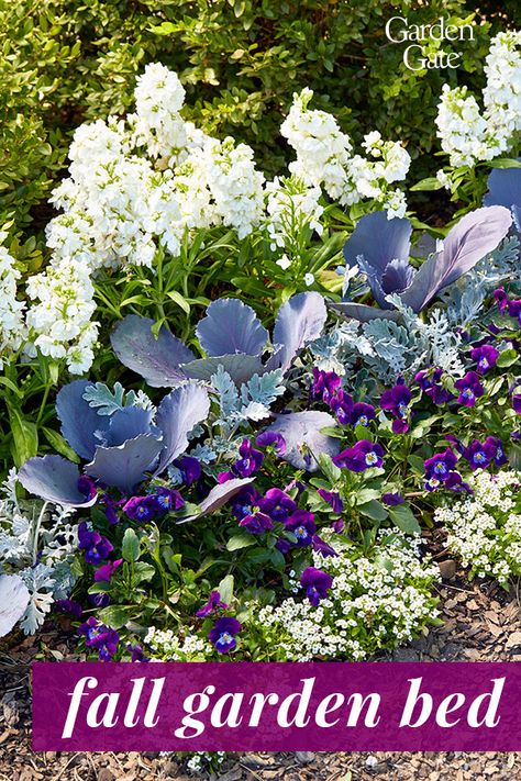 Pansies And Cabbage Flower Bed, Pansies In Flower Beds Front Yards, Winter Annuals Flowers, Pansy Garden Ideas, Fall Garden Bed Ideas, Winter Flower Beds Ideas Front Yards, Winter Flower Beds, Violas Flowers, Annual Flower Beds Design