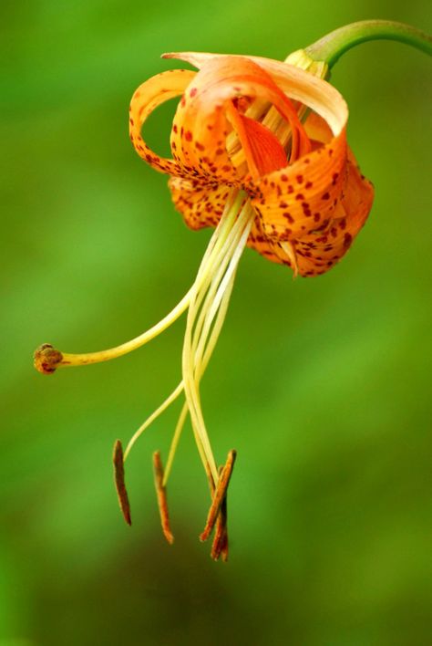 North Carolina’s official state wildflower, the gorgeous Carolina Lily grows in 12 other southeastern states. It grows up to four feet tall and its three- to four-inch flowers display colors on a spectrum ranging from yellow through orange to red, and are covered with purplish-brown spots. Photo by Martha Baskin Carolina Lily, Garden Wildflowers, Wildwood Flower, Lilies Of The Field, North Carolina Homes, Ponds Backyard, Garden Photography, Woodland Garden, Flower Display